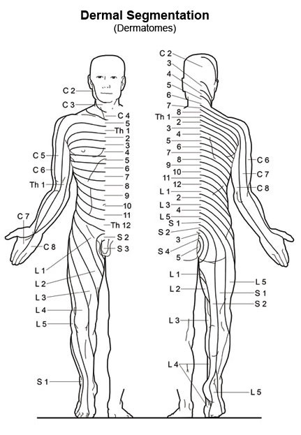 Peripheral Nerve Dermatome Chart