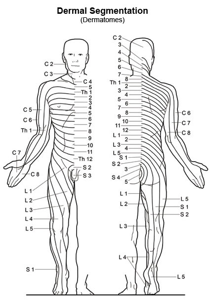 Dermatome Distribution Chart